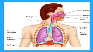 El Aparato FONADOR partes y Funciones  Anatomía [upl. by Anayaran]