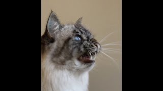 Cats calling birds compilation  chirping sound Funny noises [upl. by Warton]