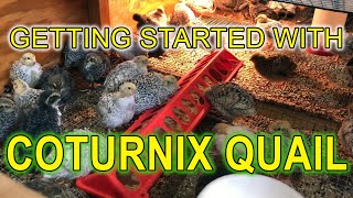 GETTING STARTED WITH COTURNIX QUAIL  A Beginners Guide [upl. by Brouwer983]