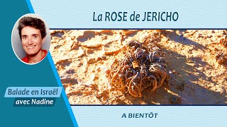 La Rose de Jéricho [upl. by Ahsenor308]