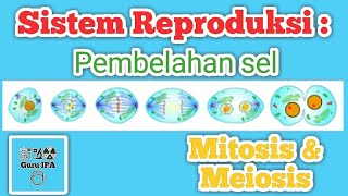 Pembelahan Sel Mitosis dan Meiosis  Sistem Reproduksi Manusia [upl. by Ssyla]