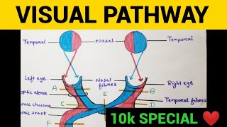 Visual Pathway  Anopia amp Hemianopia  Entry No 12 10k Special Competition [upl. by Isyad528]