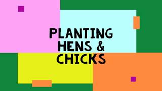 Planting Hens and Chicks Succulents [upl. by Bornstein86]