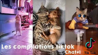 Compilation TikTok Français 2020 2 Chats Drôles [upl. by Hibbs]