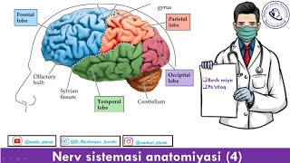 Cerebrum [upl. by Nnewg516]