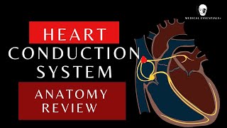 Conduction system of the heart  Sinoatrial node AV Node  Anatomy and Physiology shorts [upl. by Kellyn]