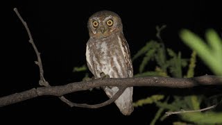 Sonoran Desert Owls  Burrowing Western Screech Great Horned and Elf Owl [upl. by Nigen]