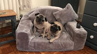 DIY Dog Bed [upl. by Mulcahy777]