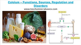 Calcium  Functions Sources Regulation and Disorders  Calcium Metabolism  Calcium [upl. by Anaujat]