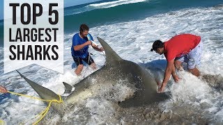 Top 5 Largest Sharks Caught [upl. by Nauqyt715]