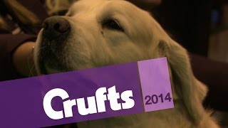 Golden Retriever Best of Breed  Crufts 2014 [upl. by Emerick]