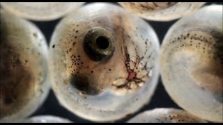 Fish hatching from eggs under the microscope [upl. by Nerot151]