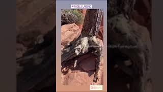 Danielle Savre  RVTrip 2020  Angels Landing [upl. by Linnell604]