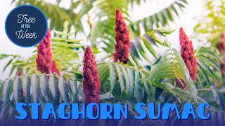 Tree of the Week Staghorn Sumac [upl. by Ala]