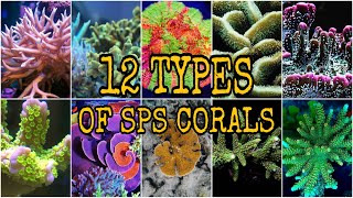 12 TYPES of Small Polyp Stony SPS Coral [upl. by Sulihpoeht]