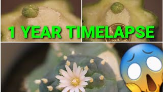 Time lapse frenzy 2  Grafted Lophophora button 1 Year evolution Work in Progress [upl. by Llerrod]