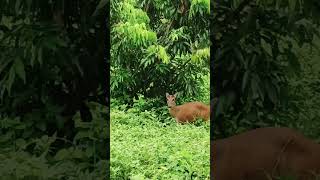 Funny Deers baby deer [upl. by Kondon]