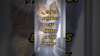 Top 10 friendly cat breeds in the World 🌍 shorts [upl. by Vasiliu]