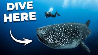 The ULTIMATE Guide to Scuba Diving in THAILAND [upl. by Pavkovic981]