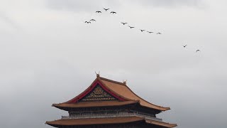 1131110 The great cormorants flying over the Grand Hotel this morning [upl. by Platt]