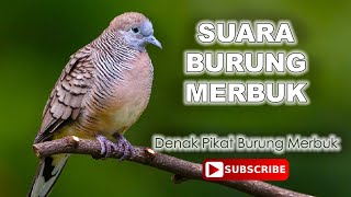 Suara Burung Merbuk Denak Suara Champion Berhasil Dalam 10 minit [upl. by Guillermo349]