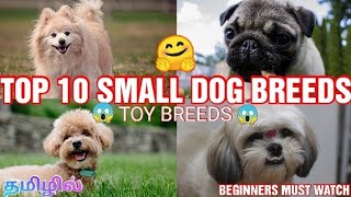 Top 10 Small dog breeds for beginners in tamil  Top 10 Toys breeds in tamil  Top dogs for beginner [upl. by Landers]