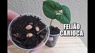 COMO GERMINAR FEIJÃO CARIOCA [upl. by Kosiur]