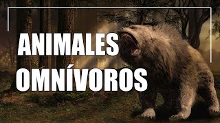 Animales omnívoros  Tipos características y ejemplos [upl. by Dickinson]