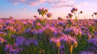 10 HOURS of Birds Chirping and Bees Buzzing  Beautiful Soothing Tunes of Scenic Flower Field [upl. by Lebazi]