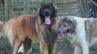 Kaukasischer Owtscharka und Leonberger [upl. by Kipton988]