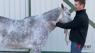 Injection Sites for Horse Vaccinations [upl. by Eissac]