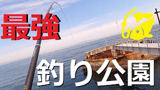 最強の海釣り公園とっとパーク！怒涛の釣りシーン集 [upl. by Eirovi]