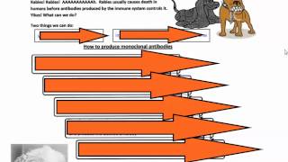 Monoclonal Antibodies IB Biology [upl. by Nivan]