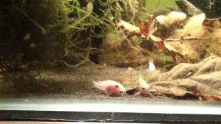 Corydoras panda white enjoying some bloodworm [upl. by Lenahs156]