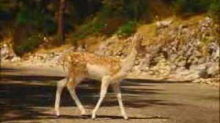 David Lynchs PS2 Commercial  Bambi [upl. by Joann]