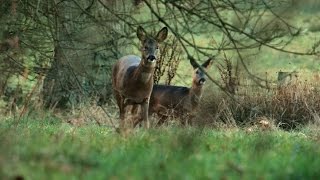 Roe Deer Stalking [upl. by Namyw463]