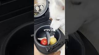 炊飯器でつくる愛犬の贅沢ご飯！ サモエド サモエドスマイル 大型犬 炊飯器レシピ [upl. by Keldon]