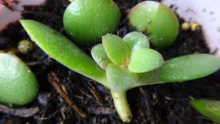 Propagating Jade Plant From Leaf Cuttings Part01 [upl. by Maillil742]