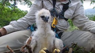 Inside a Harpy Eagle Nest  Ultimate Killers  BBC Earth [upl. by Halley]