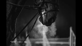 Equestrians  This is our sport [upl. by Nosduh]