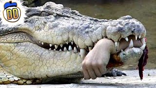 10 Most Devastating Animal Attacks Ever [upl. by Ellingston]