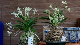 Repotting Japanese wind orchids Neofinetia falcata [upl. by Adyaj]