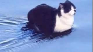 Cat sitting on water meme song discovered [upl. by Lederer832]