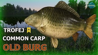 Common Carp Trophy Old Burg Lake Russian Fishing 4 RF4 🐟 [upl. by Assylem457]