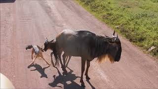 Safari Ngorongoro Crater  5th of February 2018 [upl. by Locin]