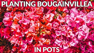 HOW TO PLANT BOUGAINVILLEA IN POTSJoyUsGarden [upl. by Nived]