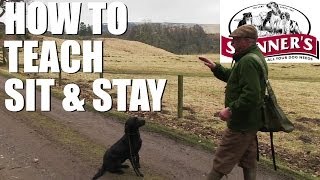 Gundog training tips  Sit and stay [upl. by Beau]