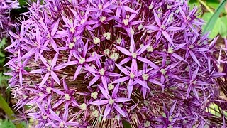 Allium Giganteum Ornamental Onions  Pollinator Garden shorts [upl. by Mose480]