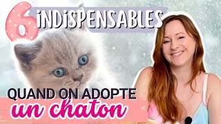 6 indispensables pour bien accueillir son chaton [upl. by Leugimsiul]