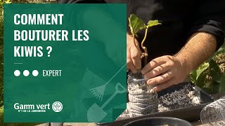 TUTO Comment bouturer les kiwis   Jardinerie Gamm vert [upl. by Cinelli]